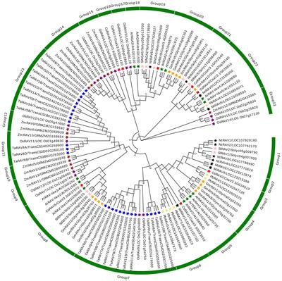 Comprehensive analysis of cucumber RAV family genes and functional characterization of CsRAV1 in salt and ABA tolerance in cucumber